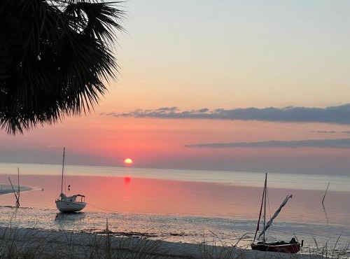 Cedar Key Turtle 132